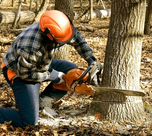 Tree Removal in Wardville, OK